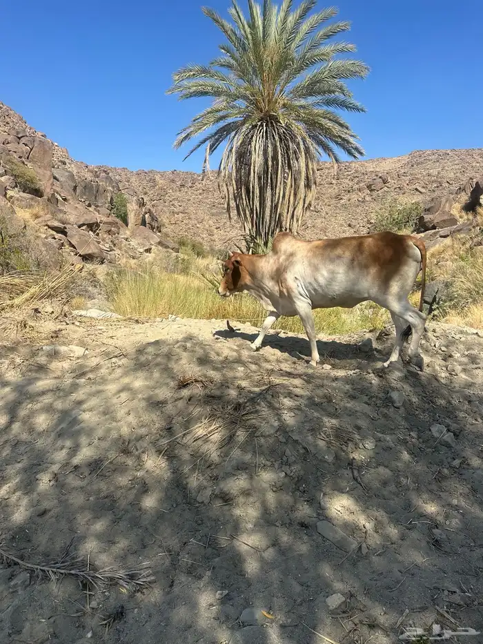 بقره للبيع 3