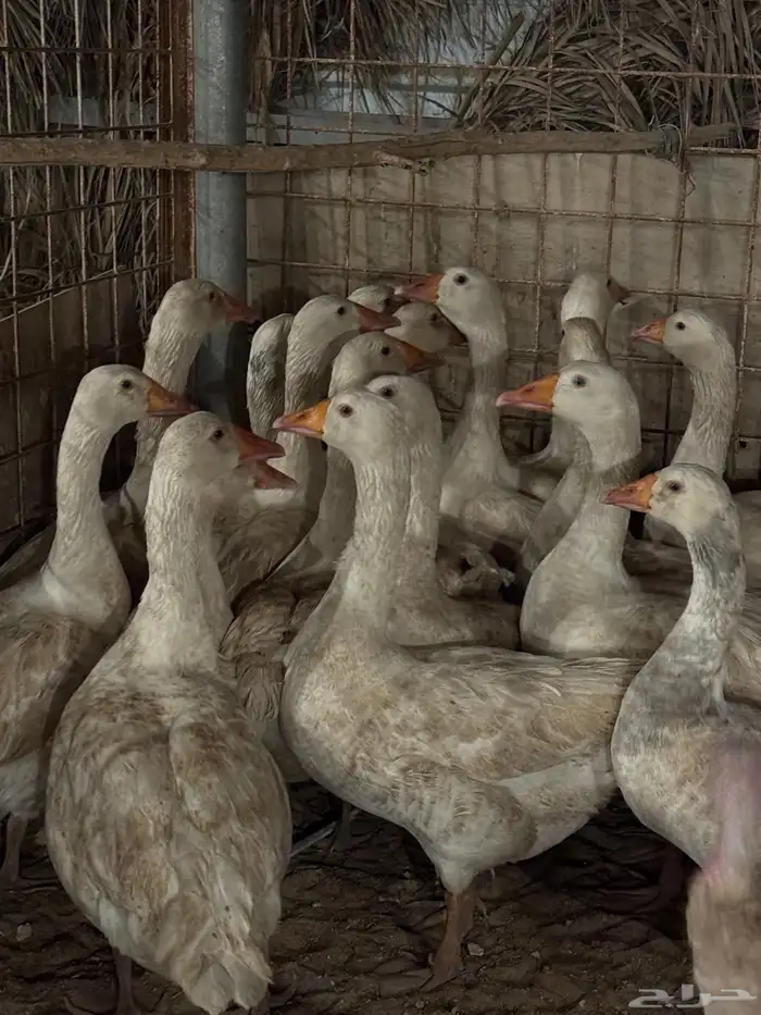 وز للبيع الموقع بريده 3