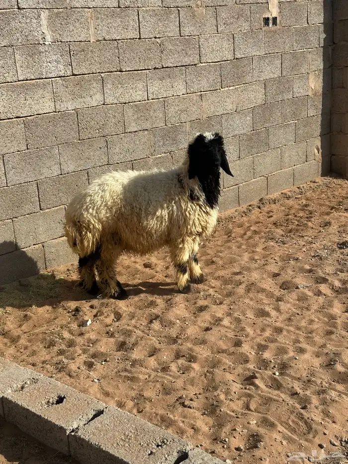 هرفي نعيمي 1