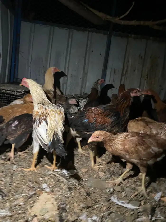 تم البيع الله يبارك 9