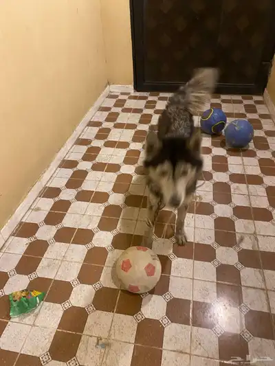 هاكسي مدرب index