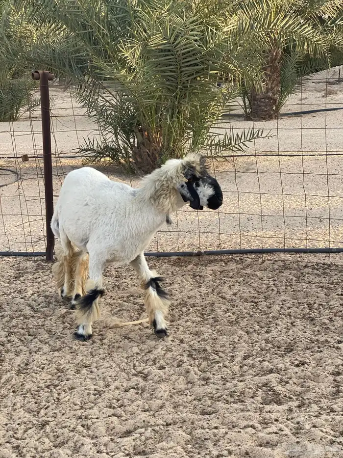 طلي جذع عربي 1