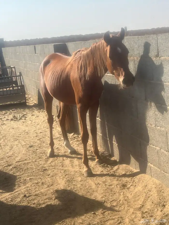 خيول فرس مهر مهره 6