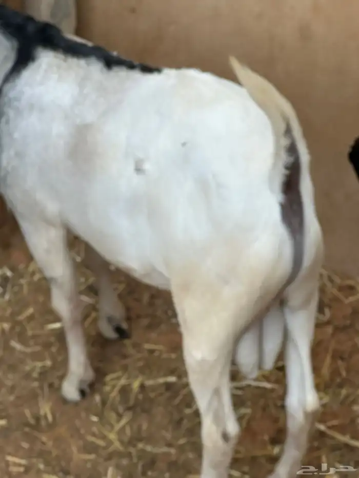 سواكن عدد 17 50