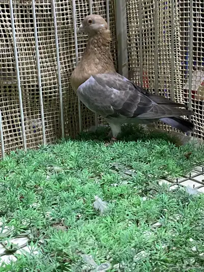 زاجل ارشنجر index