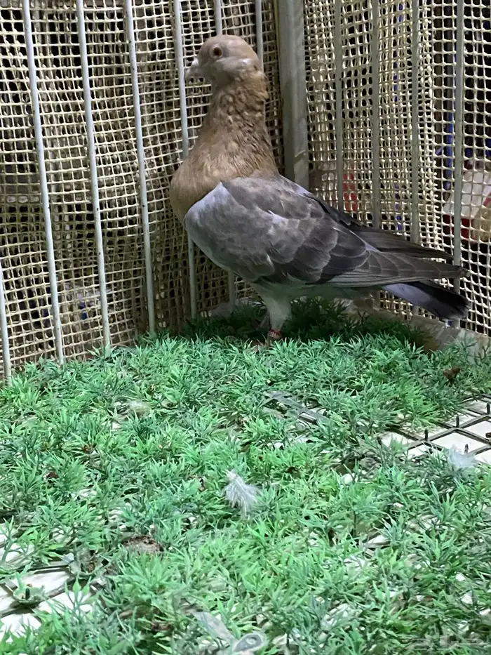 زاجل ارشنجر 1