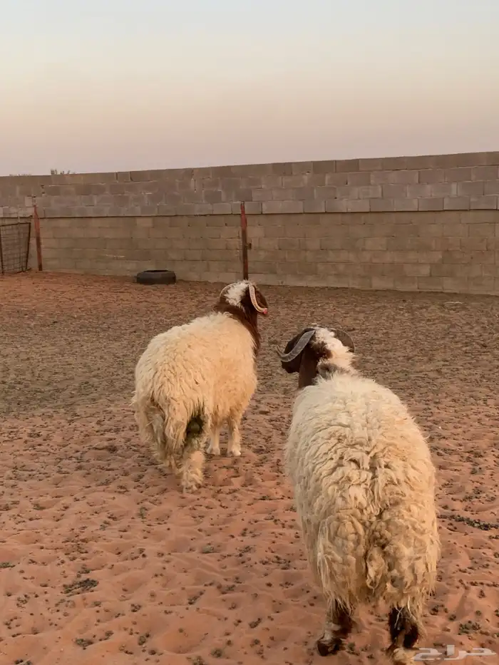 جذعان 10 شهور 1