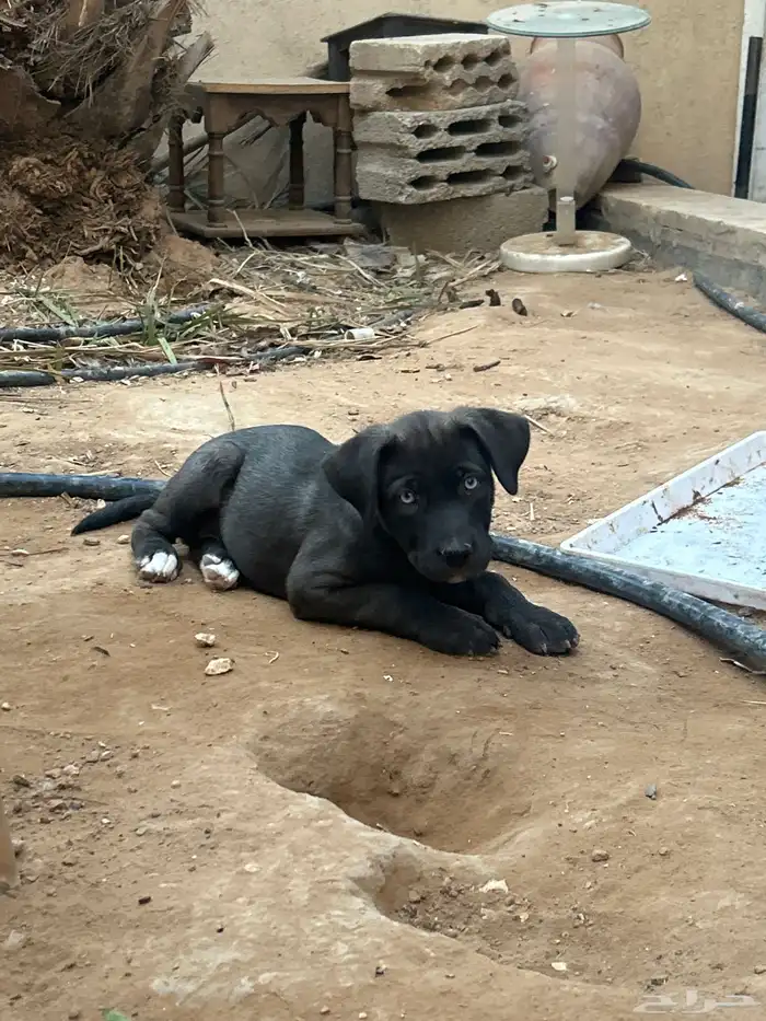 جرو بيتبول 3