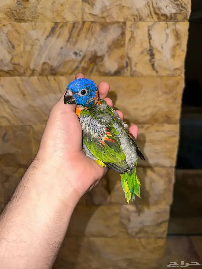 فرخ لوري تم البيع 8