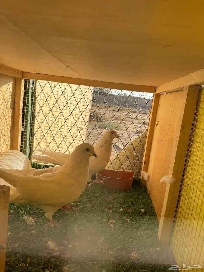 حمام باكستاني مستوى طيب 3