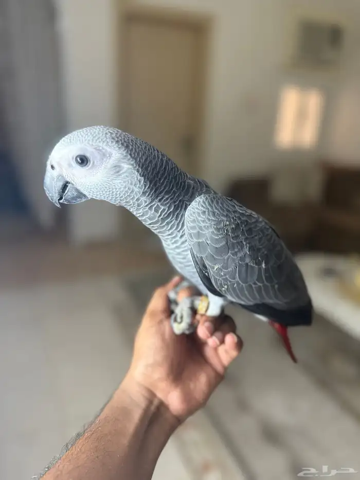 فرخ كاسكو انتاج محلي عمر 4 شهور (تم البيع) الله يبارك لراعيه 0