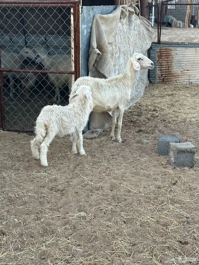 سديس عليها رخل صفراء برصا 2