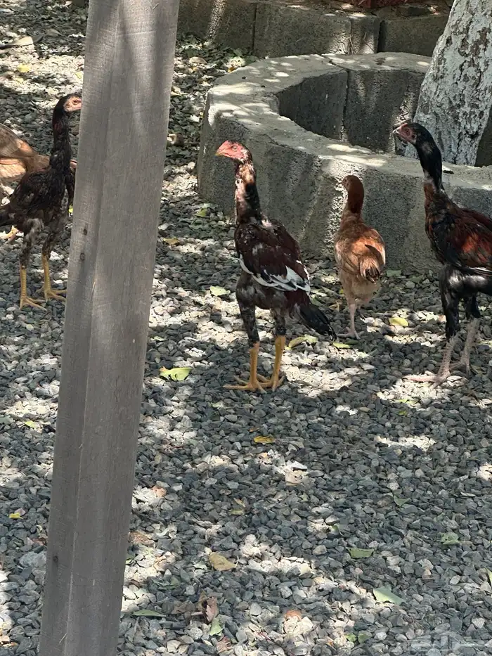 دجاج باكستاني 2