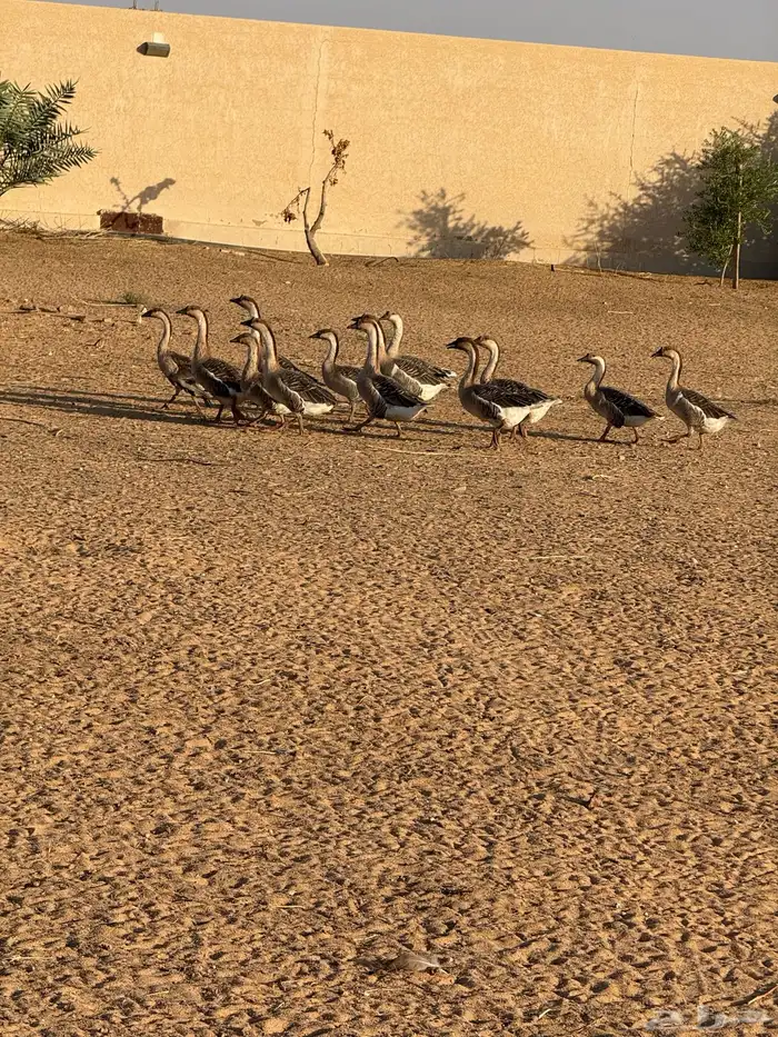 وز عراقي (توصيل مجاني داخل البكيرية ) 4