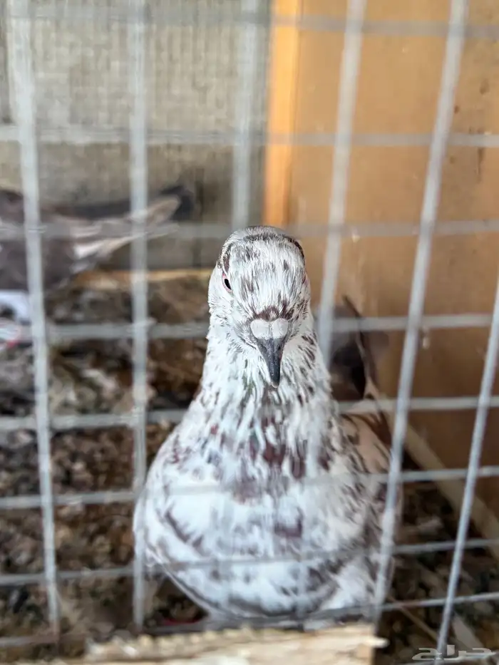 حمام للبيع 5