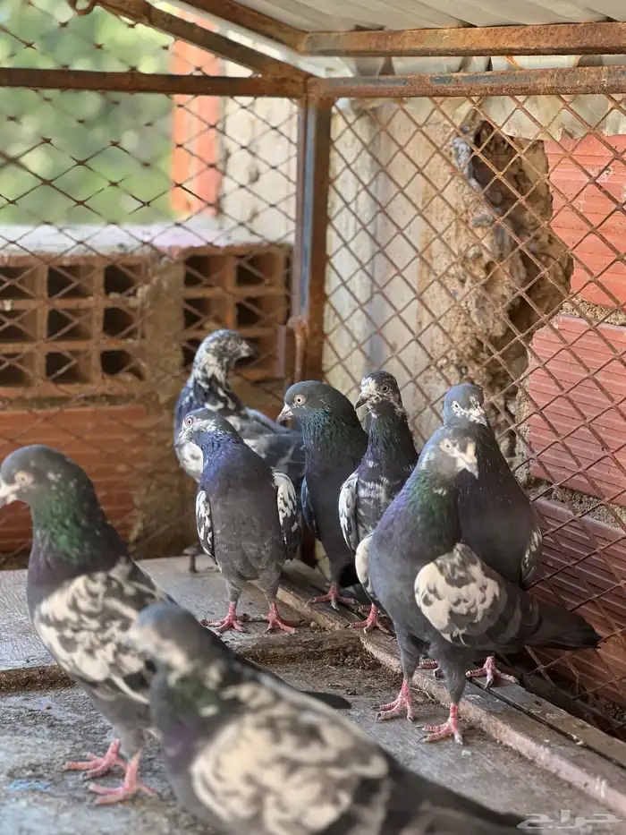 حمام بكستاني شينا(تم البيع ) 8