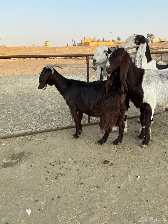 معزا هولنديات دفع للبيع 1