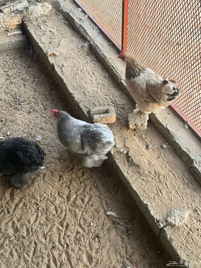 دجاج كوشن البيع 6