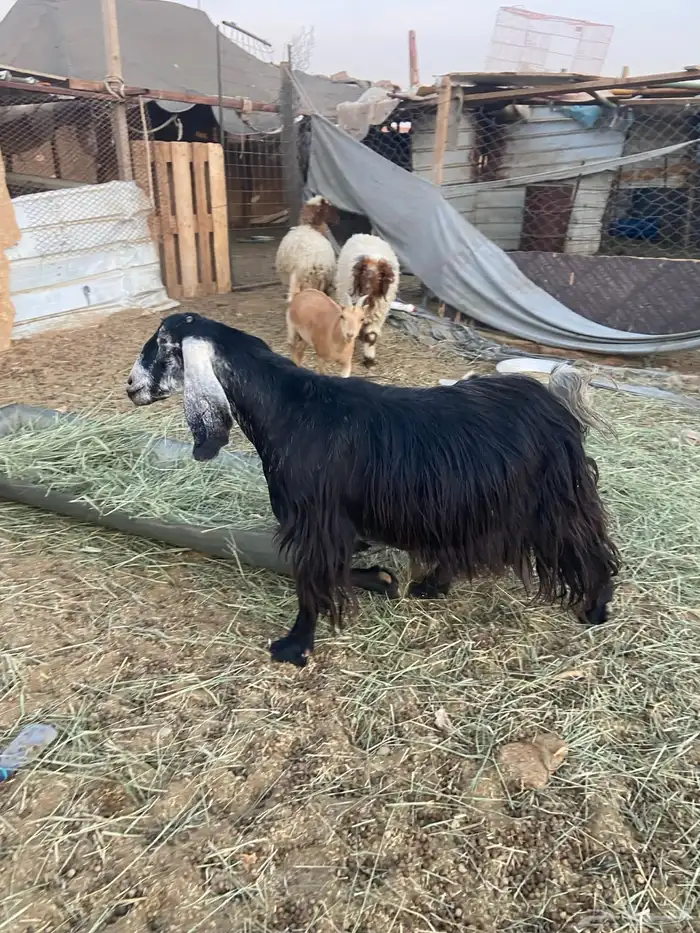 عارضيه حايل شحم 0