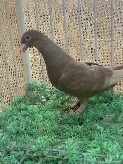 زاجل كاكي index