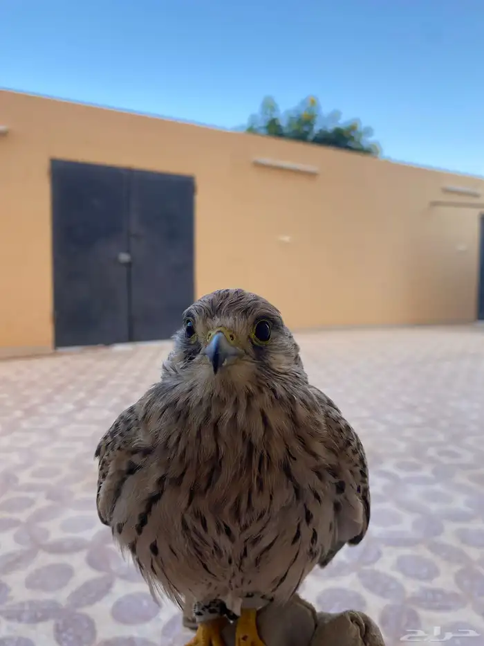 باشق 1