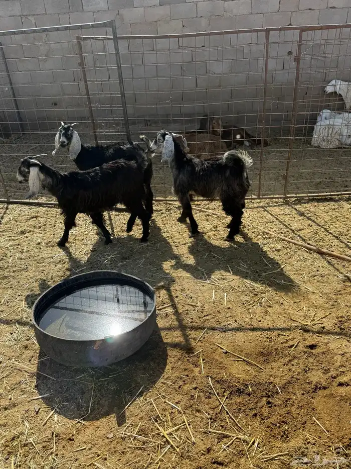 للبيع جفار شحم 5