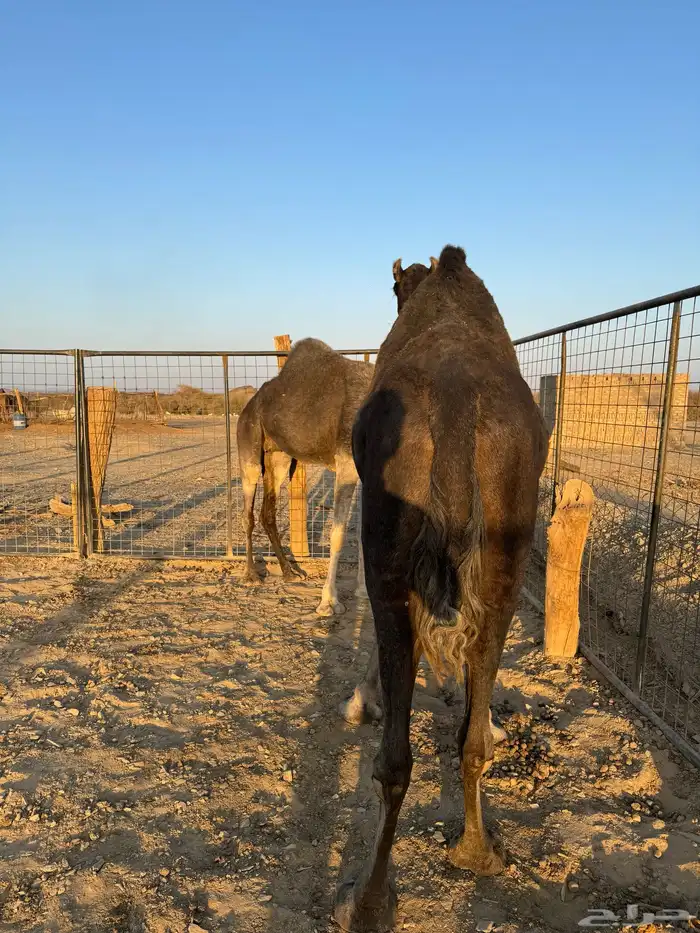نياق خوات بعض ولايف 5