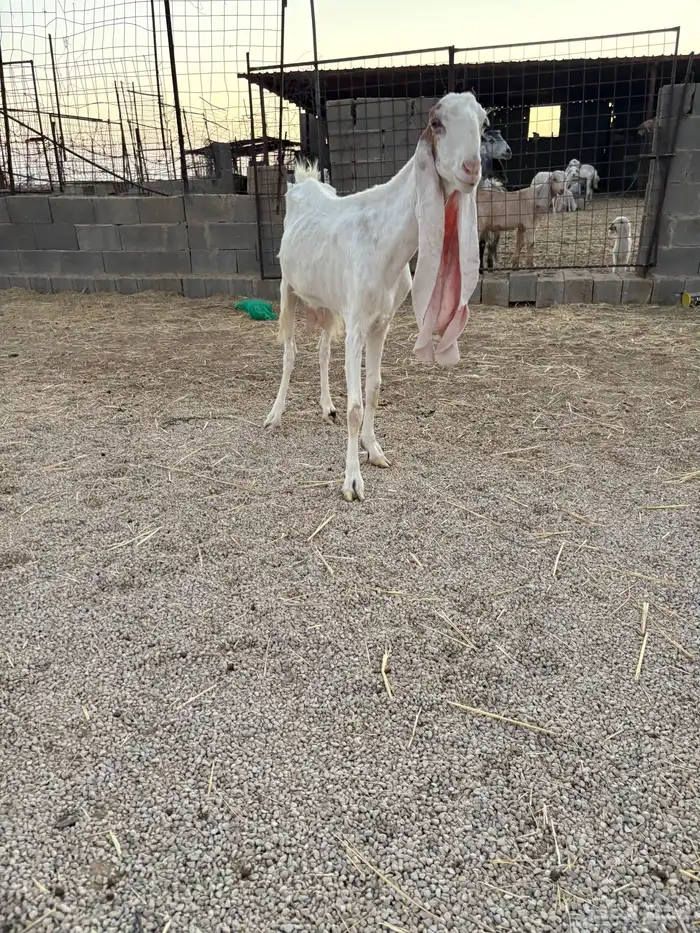 للبيع معزاء هولنديه 1