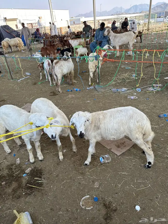 ثلاثة فران 0