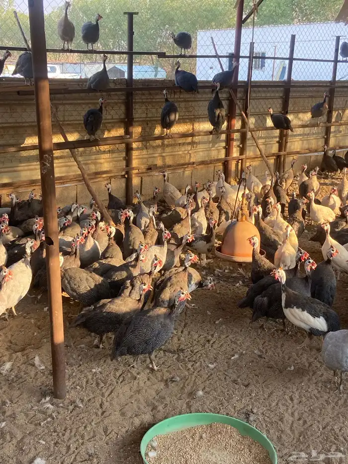 للبيع دجاج حبشي بياض 1