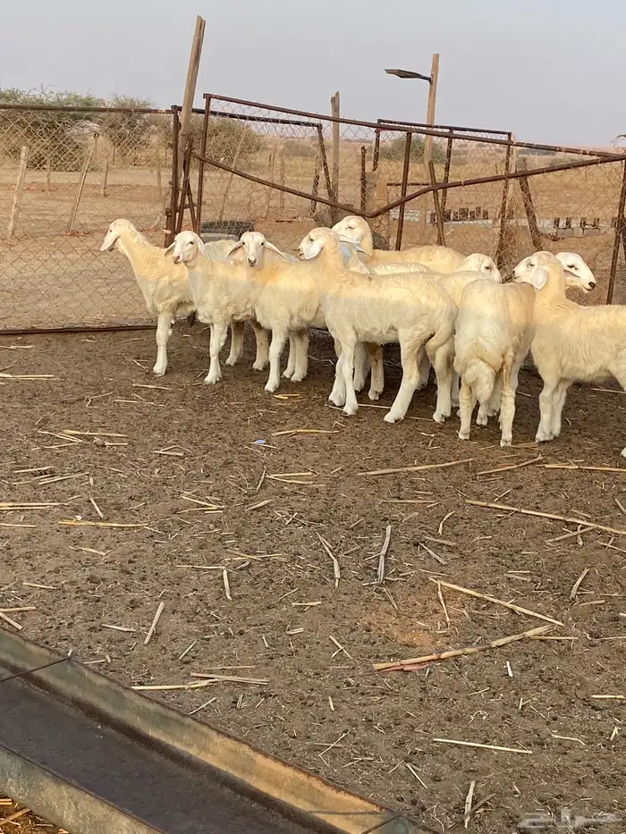 رخال صنف 6