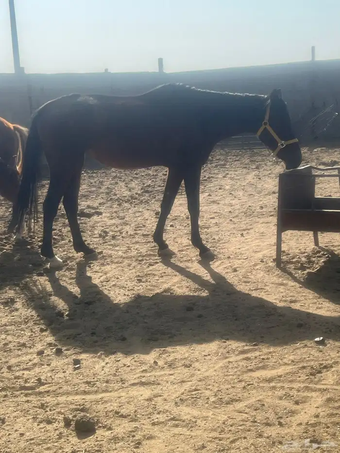 خيول فرس مهر مهره 4