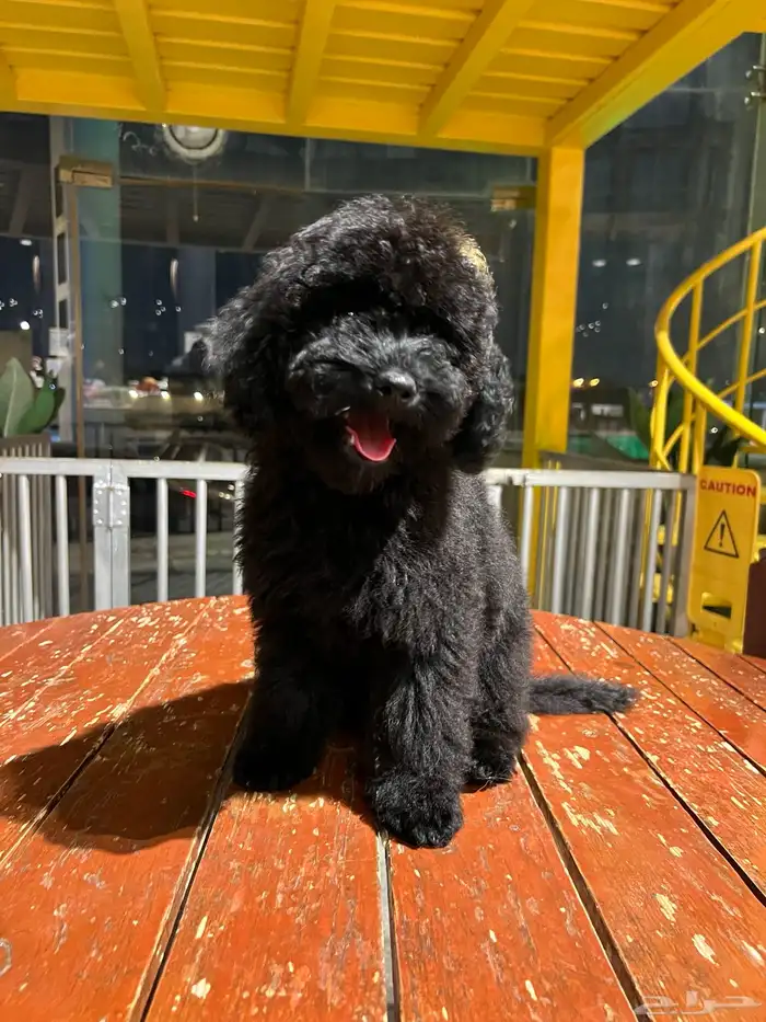 للبيع جرو بيور توي بودل مستوى عالي لون ملكي 19