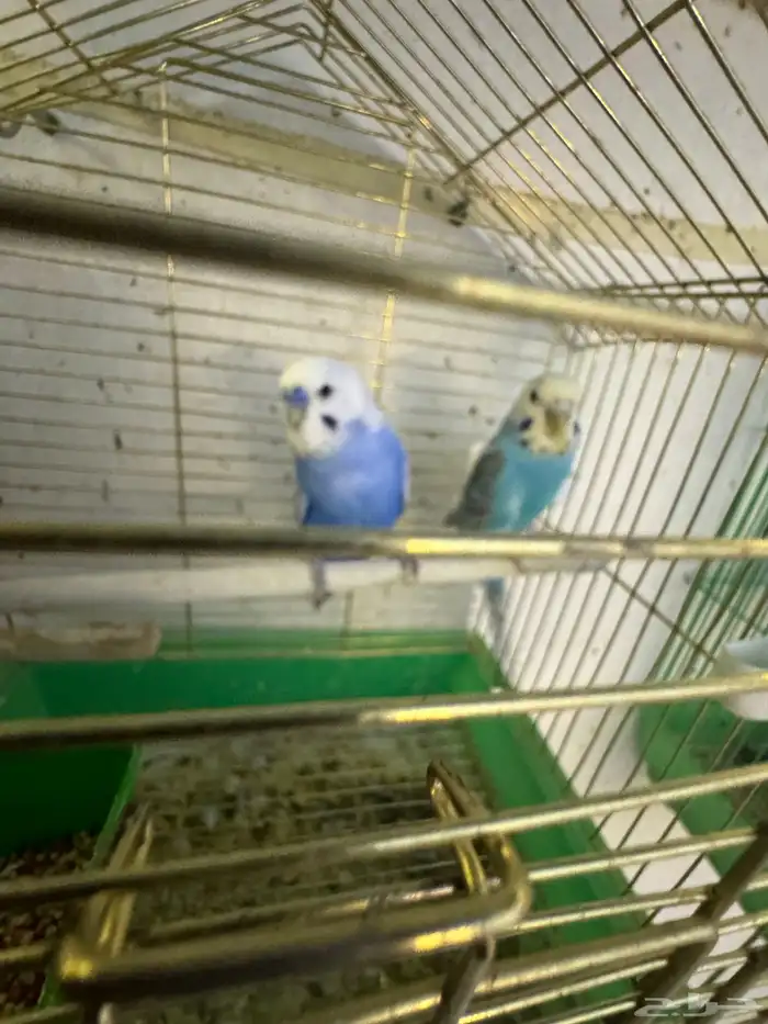 زوج بادجي هولندي 4