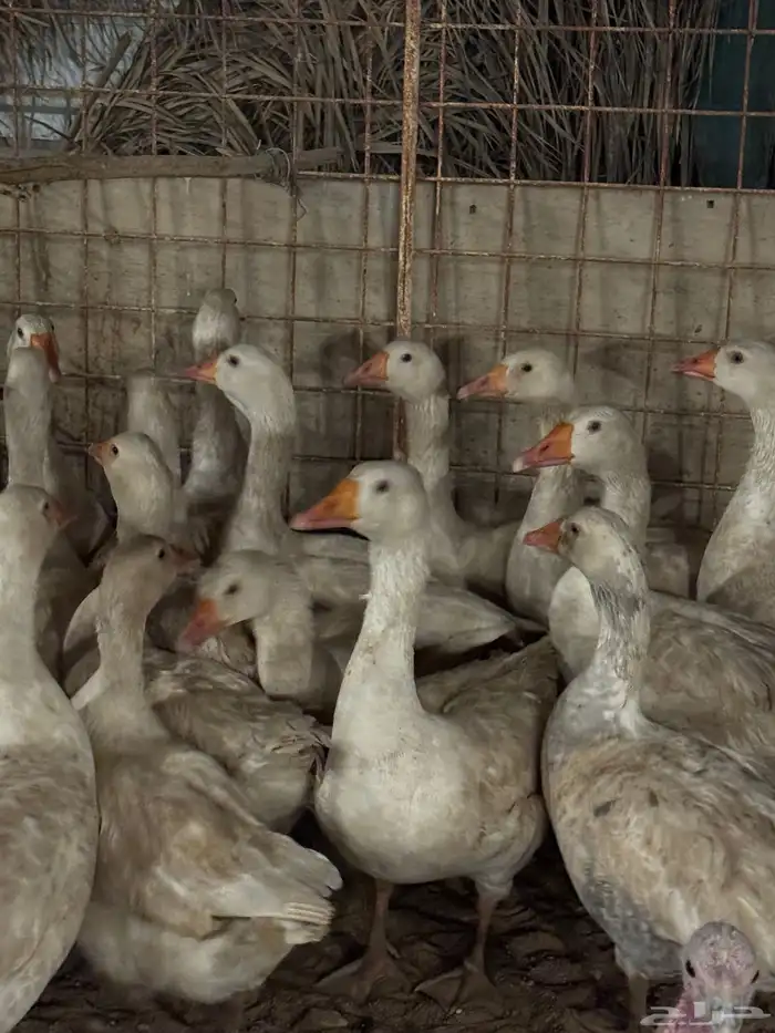 وز للبيع الموقع بريده 4