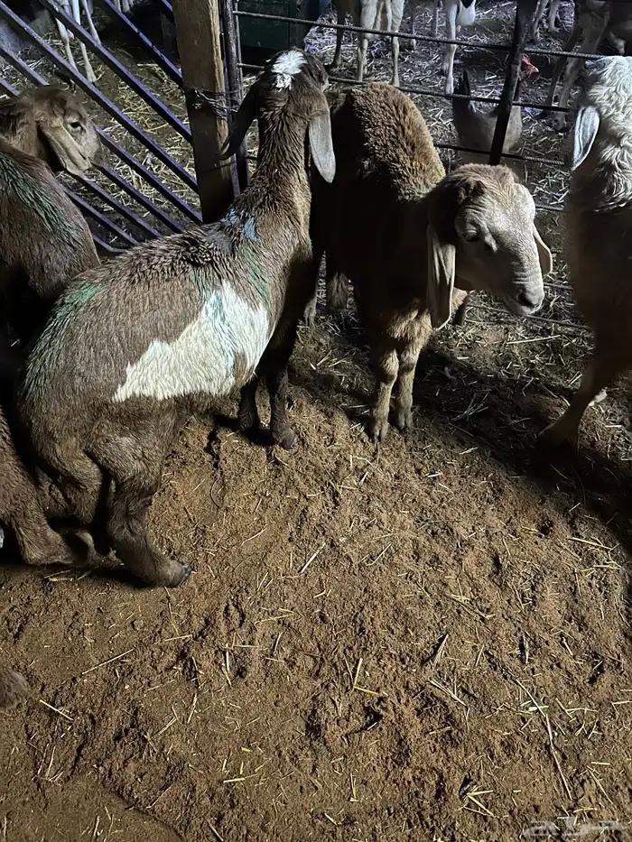 سواكن عدد 17 53