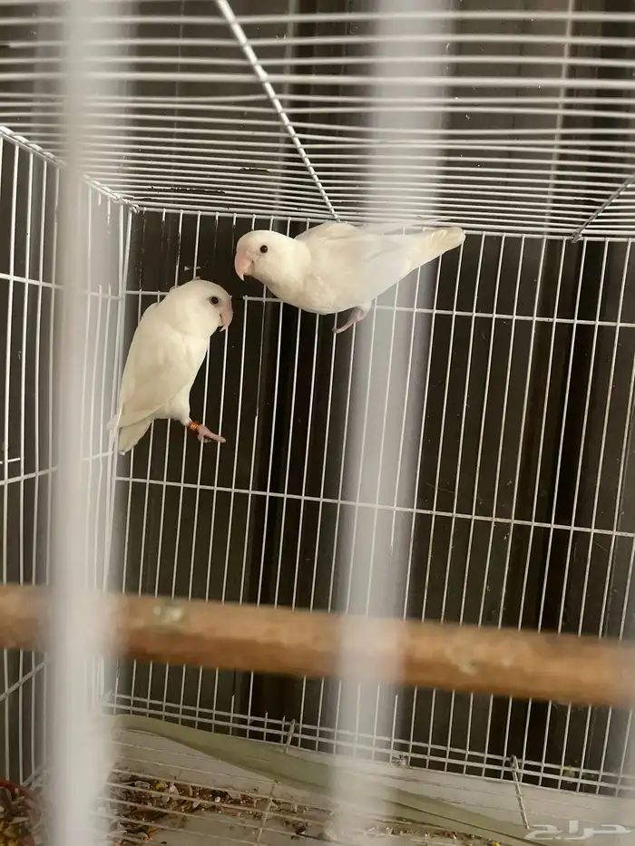 جوز البينو عيون حمر 0