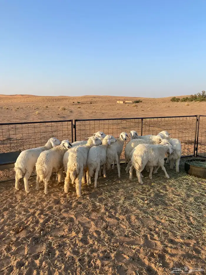 بهم حري 3