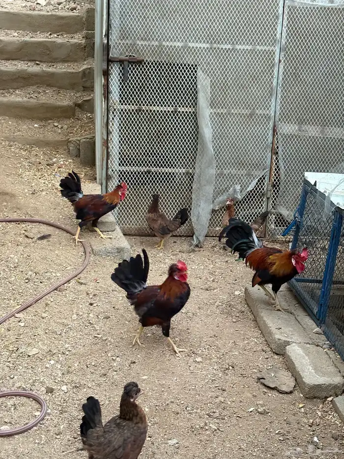 دجاج عربي 3