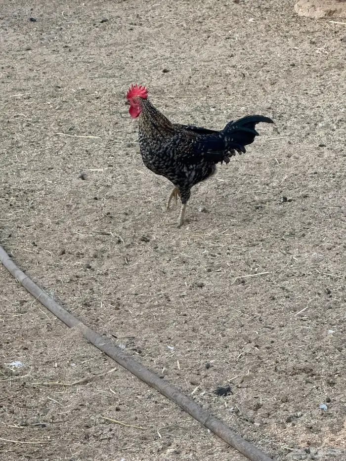 عدد 20 ديك للبيع تفريد وجمله 3