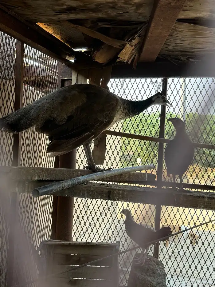 انثى طاووس 4