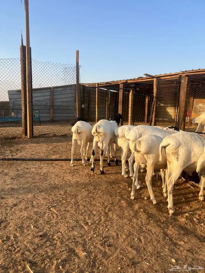 برابر مرابي 5 شهور سواكن ونعيم كفو 15