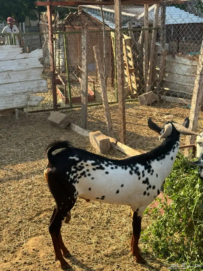 للبيع فحل بيشي 5