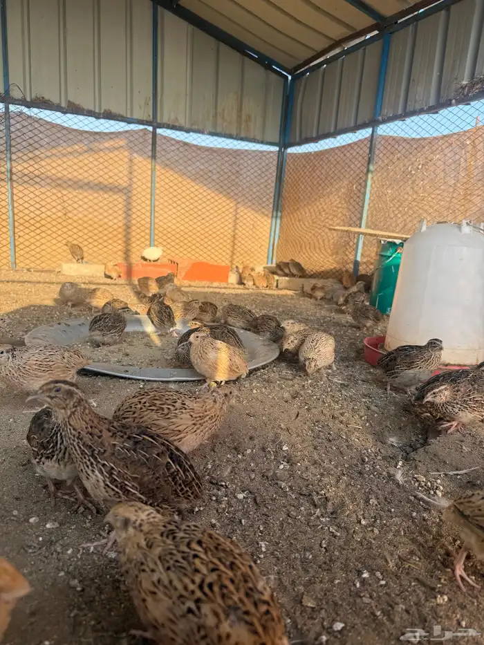 سمان بياض 4