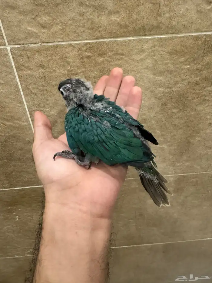 فرخ كنيور بلو شيك بسعر مغري 0