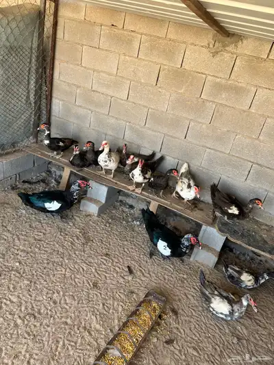 للبيع بط مصري index