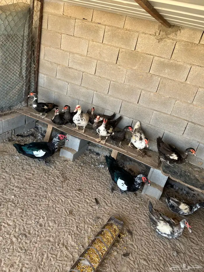 للبيع بط مصري 2