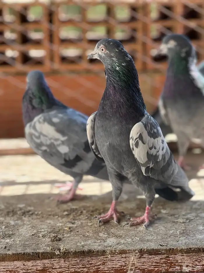 حمام بكستاني شينا(تم البيع ) 2