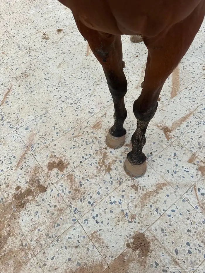 فرس شعبية مع مهرة 7