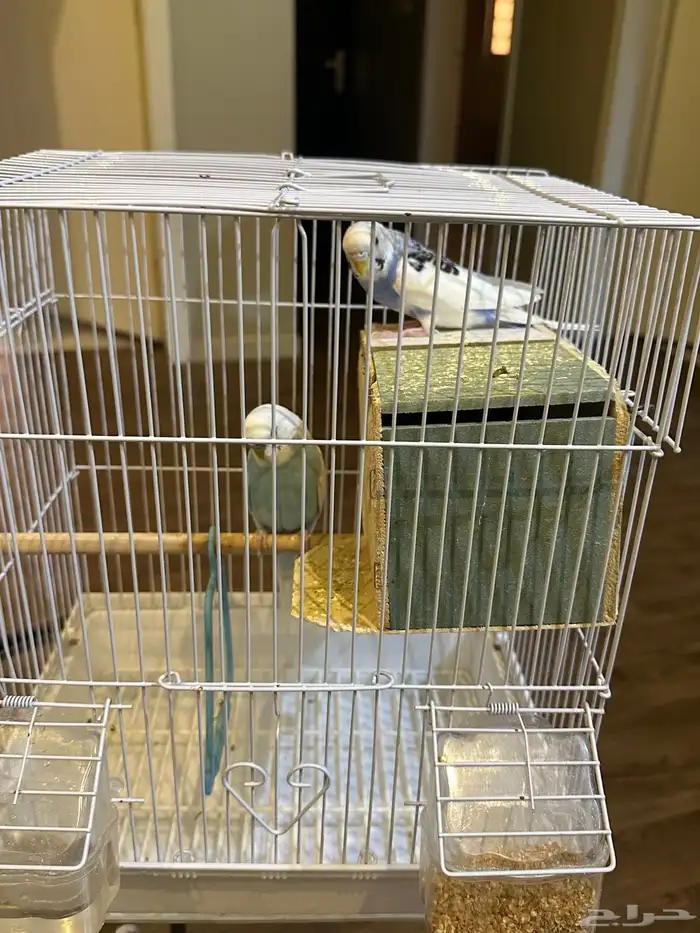 عصافير منزليه 1